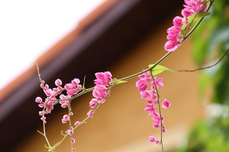 粉红色藤蔓花卉自然