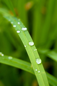 露水的草叶片