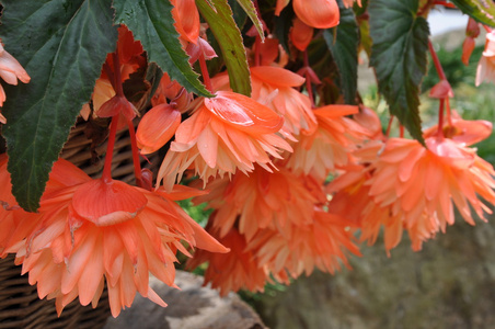 花园里的红海棠花