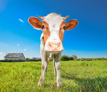 在牛的农场里的搞笑牛.红色和白色斑点的牛犊盯着相机.