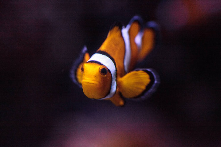 小丑鱼，Amphiprioninae，在一种海洋鱼