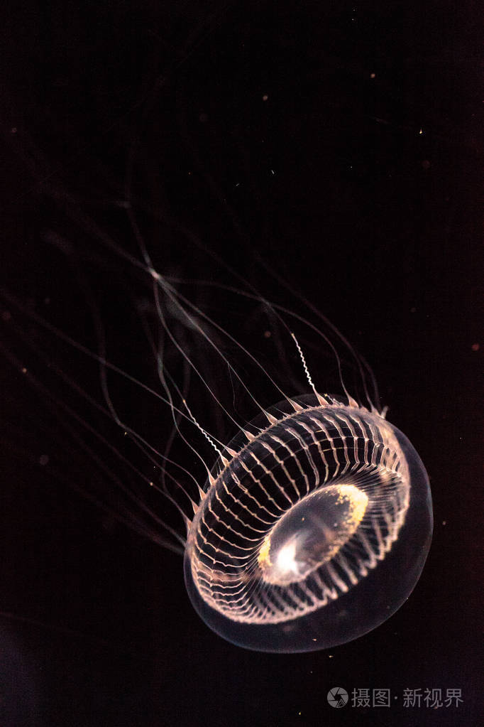 水晶水母水母是发光的水螅