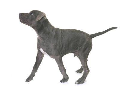 斯塔福郡斗牛犬小狗图片