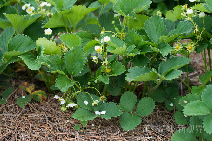 朵朵草莓草莓床上有机农场
