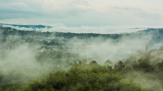 树木与泰国在雾山