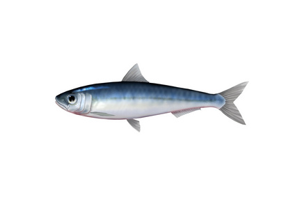 海洋沙丁鱼图片