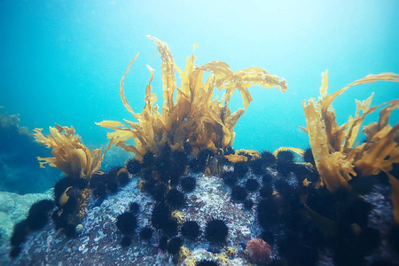 美丽的海带海藻照片