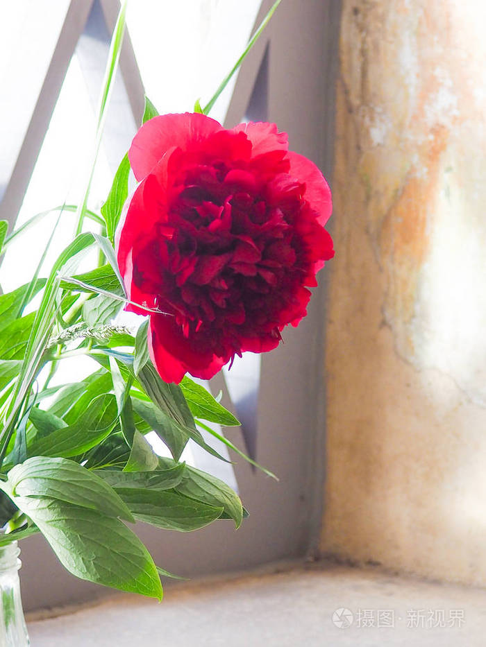 一只红牡丹矗立在一座古老建筑的窗台上