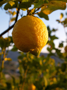 挂在树上意大利的成熟柠檬