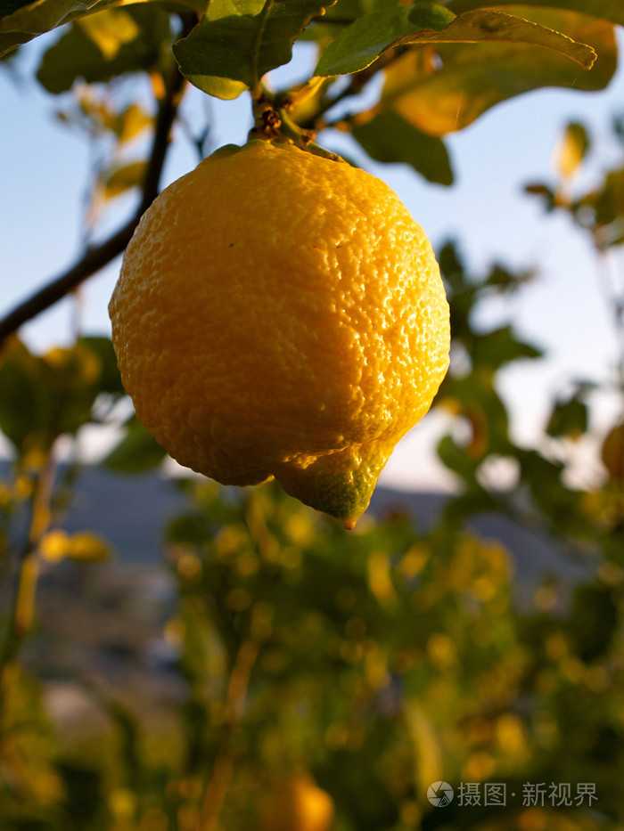 挂在树上意大利的成熟柠檬