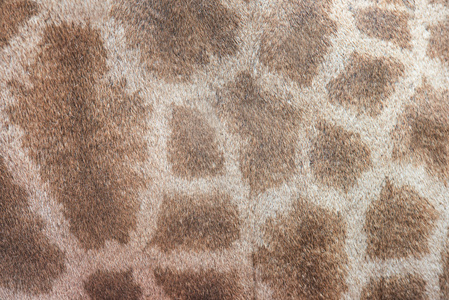 真皮皮肤的长颈鹿图片