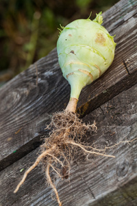 大头菜新鲜蔬菜