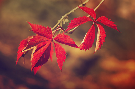 野生葡萄红色的树叶