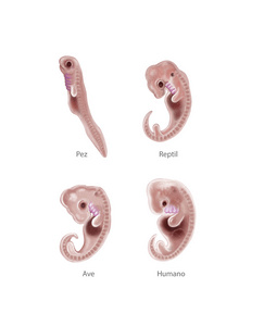 动物和人类的胚胎