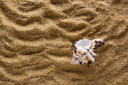 贝壳砂的背景