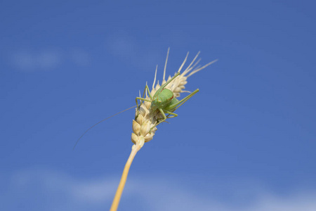 Isophia。蝗虫是 isophy 对小麦小穗。Isophya。Isophya 对蓝蓝的天空