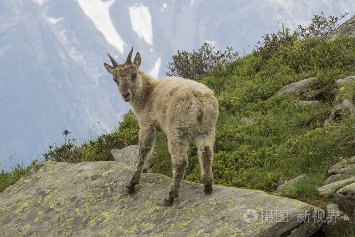 年轻的野山羊在法国阿尔卑斯山