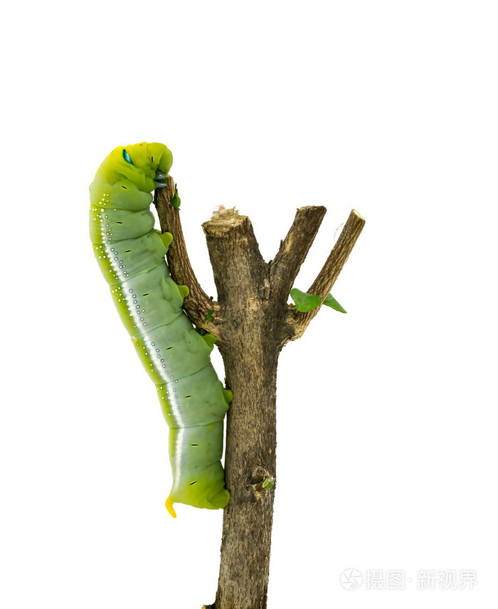 在白色背景上的绿色毛毛虫