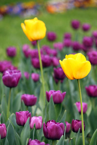 郁金香花圃春的季节