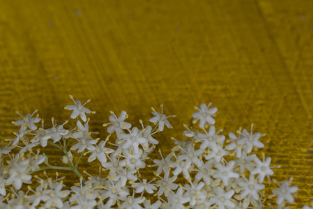 sambuco 鲜花特写