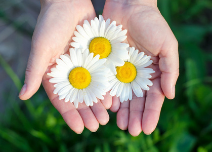 迷人的金发女郎捧着红心双手捧着心形的绿叶可爱的女