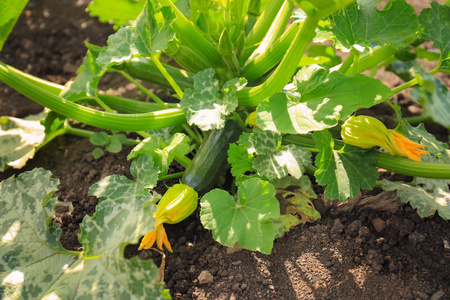 绿色的南瓜花绿色南瓜植物生长在花园里照片