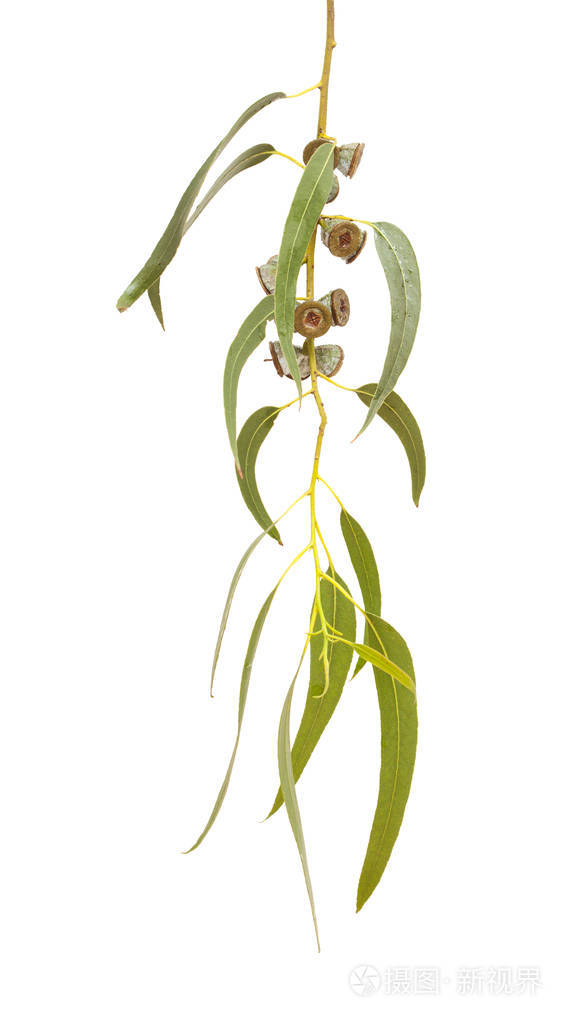 桉树蓝桉果实支