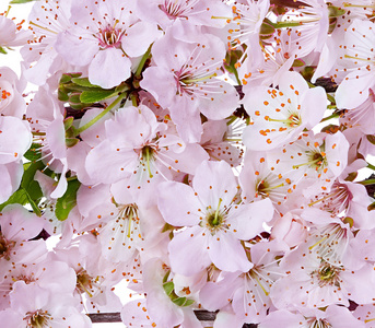 苹果花花枝