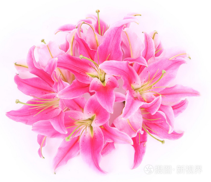 粉红色的观星的百合花