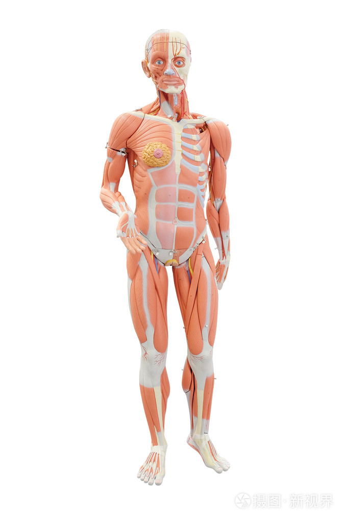 人体解剖模型
