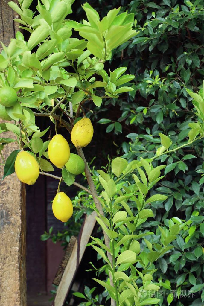 柠檬树自然