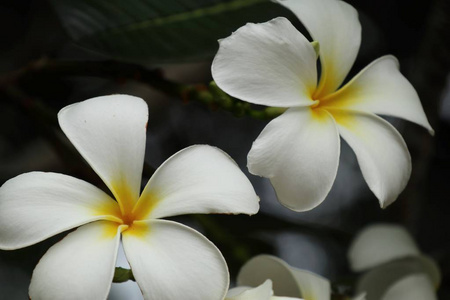 热带花卉白鸡蛋花