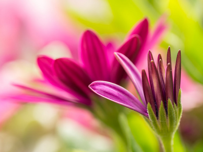 osteospermum 花