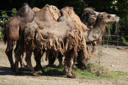 骆驼骆驼。
