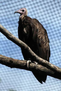 蒙面秃鹫NecrosyrtesMonachus。