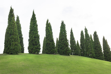 伤心的男孩在花园里松树和在花园里的绿草照片