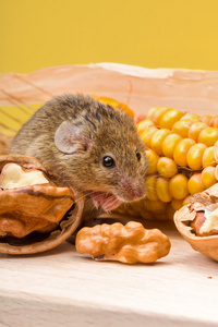 家鼠 鼠 与核桃和玉米