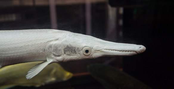 短吻鳄 garfish