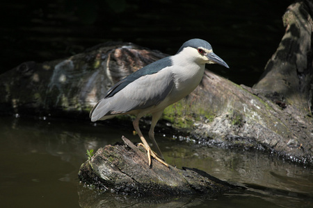 印度池塘苍鹭ardeola grayii