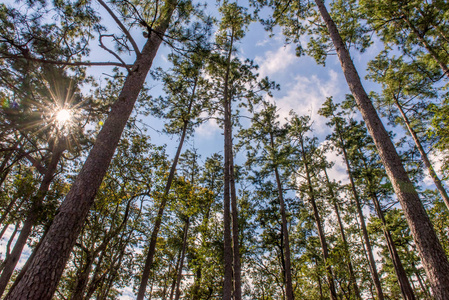 在一片松树林高大的老树的树干摄影图