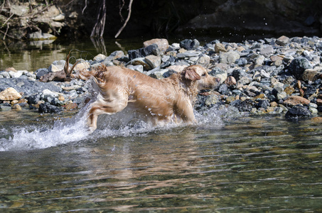 金毛猎犬运行