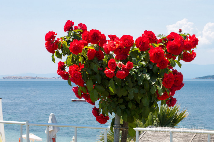 心形活力红玫瑰鲜花在蓝色的大海背景