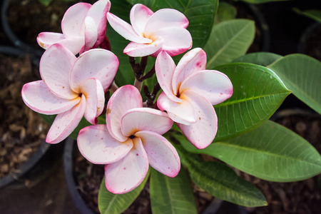 白色粉红色和黄色梅花属。 frangipani花frangipani