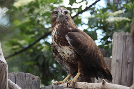 欧亚秃鹰Buteo Buteo