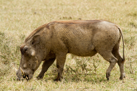 常见的疣猪在戈罗恩戈罗图片