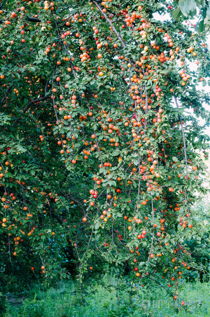 夏末红李子树生长的野花.在春天和夏天的野生李子树.