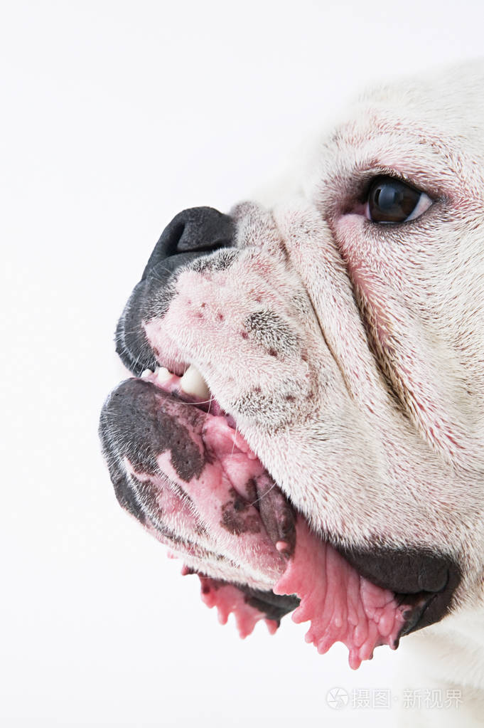 牛头犬脸的侧面图