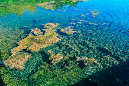 美丽的自然清楚海洋水池塘里海藻漂浮水面的热带花园