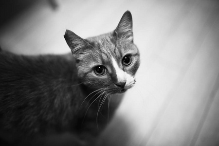 沙发椅年轻的女孩和猫咪躺在白色的沙发女人手抚摸一只猫阅读的女孩和