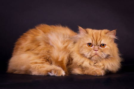 橙色的波斯猫图片